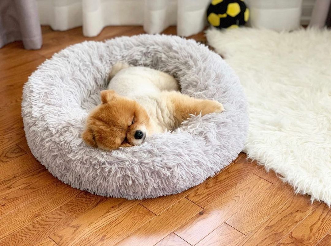 4 tips to get your fur baby used to its new dog bed